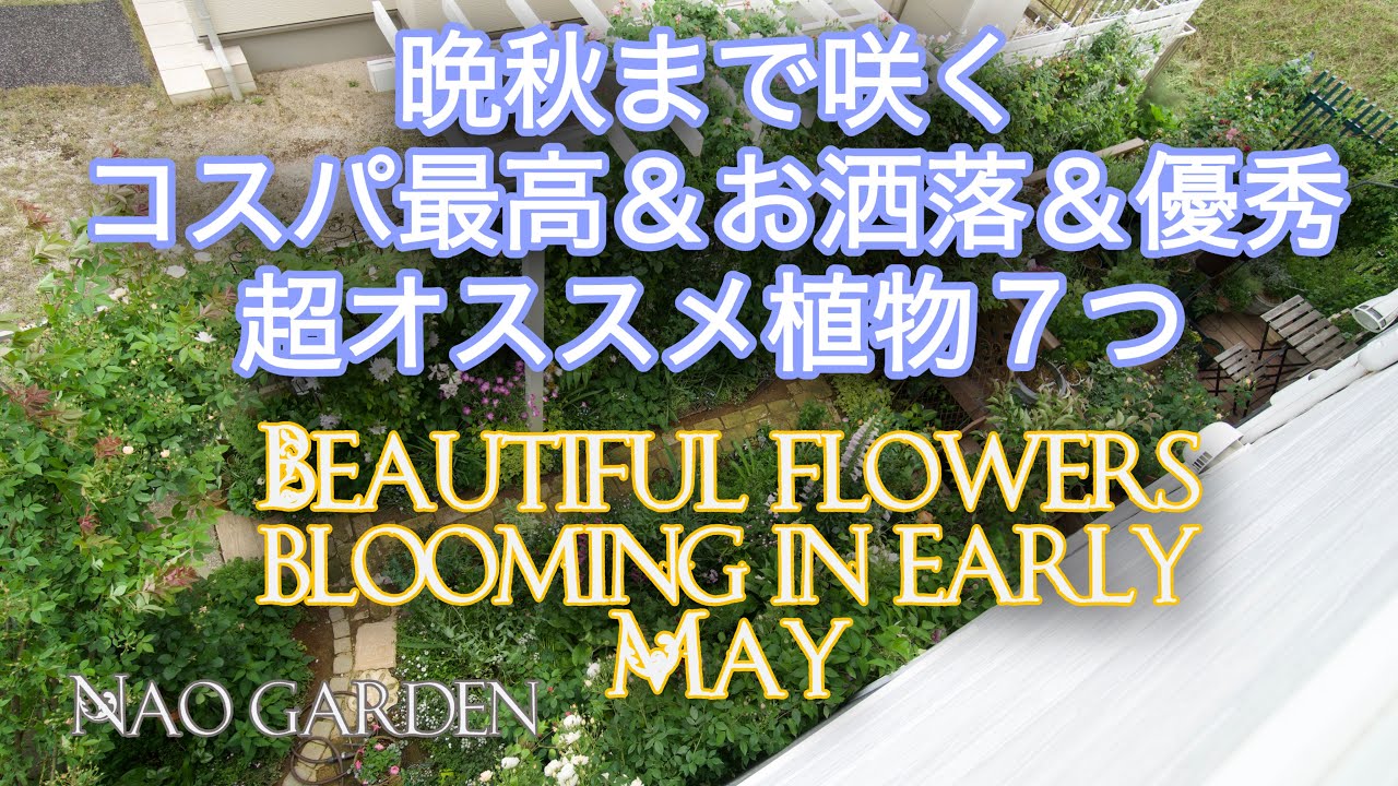 【ガーデニングVlog】晩秋まで咲く超オススメコスパ最高&お洒落&優秀な花|5月私の庭〜咲き始めたお花ご紹介🌸Flowers blooming in late April to early May 【ガーデニングVlog】晩秋まで咲く超オススメコスパ最高&お洒落&優秀な花|5月私の庭〜咲き始めたお花ご紹介🌸Flowers blooming in late April to early May