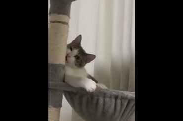 キャットタワーアッシュくん