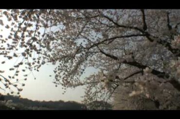 角館（15）　桧木内川堤の桜並木