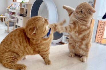 まだまだ若いのには負けてられない妻とぼく。