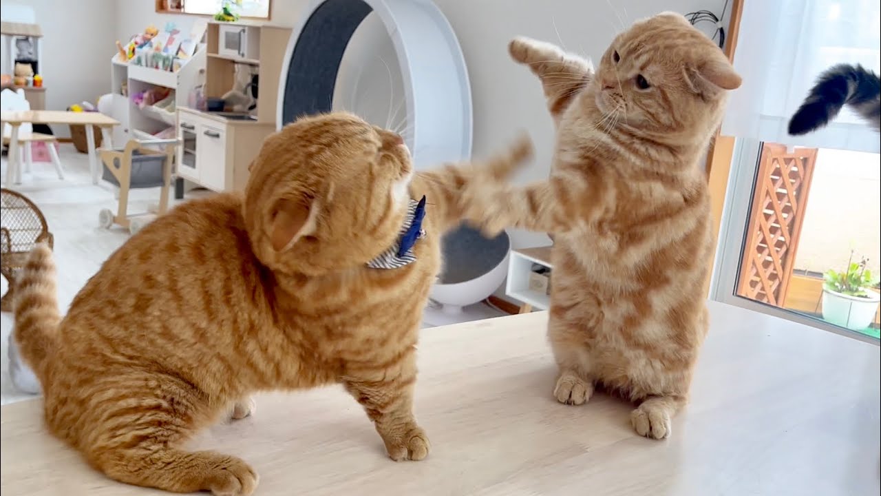 まだまだ若いのには負けてられない妻とぼく。 まだまだ若いのには負けてられない妻とぼく。