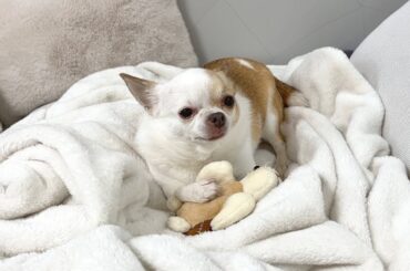 破壊行動をやめないチワワにバチが当たったようです