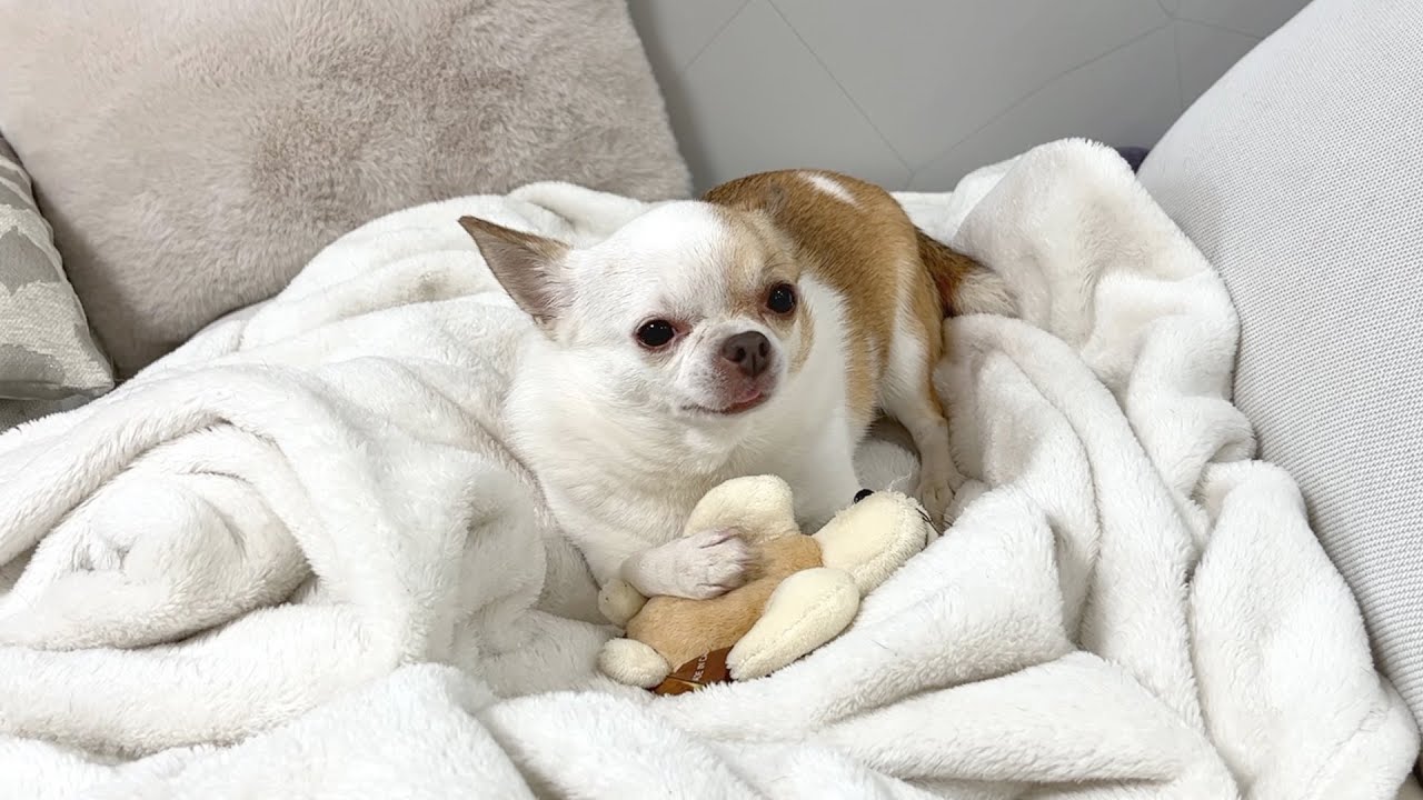 破壊行動をやめないチワワにバチが当たったようです 破壊行動をやめないチワワにバチが当たったようです