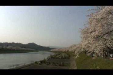 角館（18）　桧木内川堤の桜並木