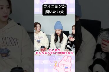 ウォニョンが飼いたいわんちゃん #ive #日本語字幕