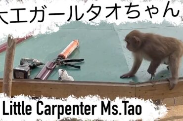 大工ガールタオちゃん
