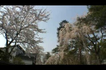 角館（11）　武家屋敷通りのしだれ桜