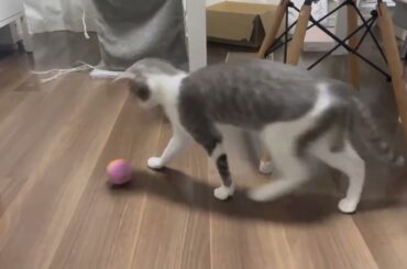 ボールで遊ぶアッシュくん