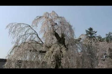 角館（３）　武家屋敷通りのしだれ桜
