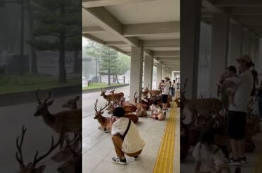 ゲリラ豪雨で雨宿り　奈良県