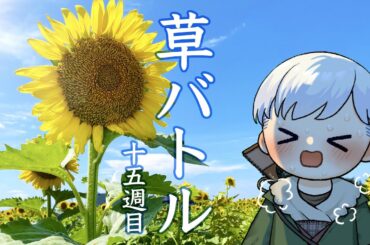 【草バトル】#15 草も暑くて生きていけないって言ってる【Vtuber/松岡寒月】