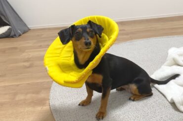 久しぶりにエリザベスカラーつけてみた