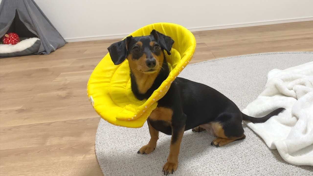 久しぶりにエリザベスカラーつけてみた 久しぶりにエリザベスカラーつけてみた