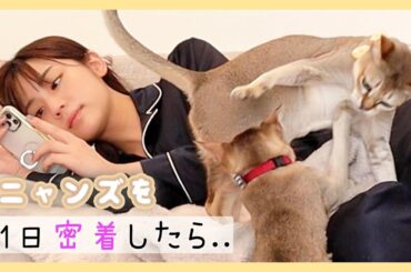 にゃんずと過ごす、のんびりした1日【vlog】