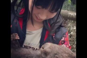 古川未鈴ウォンバットと対面