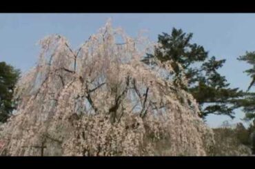 角館（４）　武家屋敷通りのしだれ桜