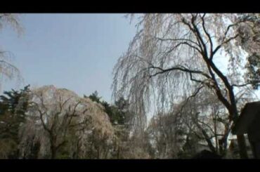 角館（６）　武家屋敷通りのしだれ桜