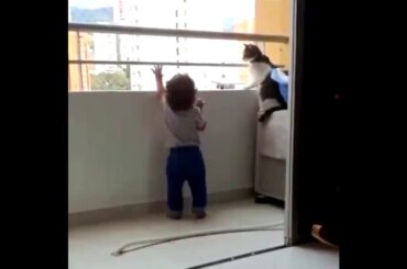 飛び降り自殺の現場に居合わせた猫の反応