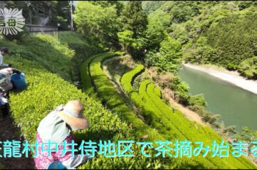 天龍村中井侍地区で茶摘み始まる（2023年4月28日）