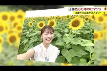 ３連休おすすめの“映えスポット”　「満開のヒマワリ畑」はいかが？　５０万本が見ごろ【岡山・笠岡市】 (23/07/13 18:00)