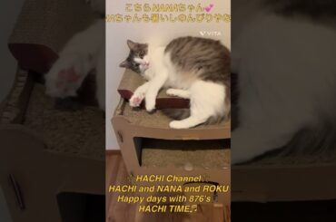 HACHIチャンネル 620 #さよならの今日に #あいみょん #HACHITIME #HACHI and ＃NANA and #ROKU #876's #shorts #佐々木朗希