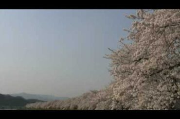 角館（17）　桧木内川堤の桜並木