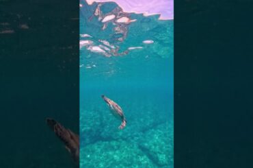 2023年7月20日 Perfume かしゆかさん~しゅみゆか・海