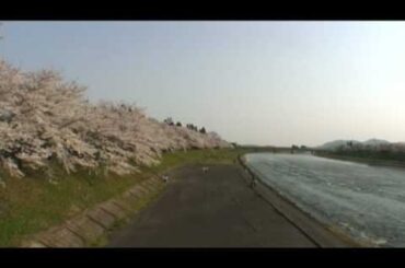 角館（21）　桧木内川堤の桜並木