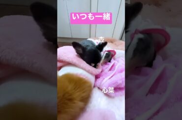 いつも一緒  心菜（ここな）＆杏（もも）  #shorts