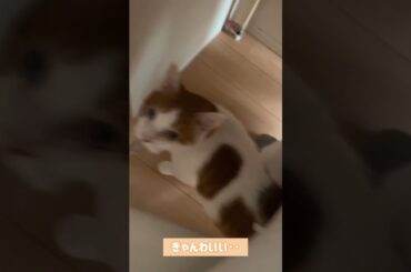 スリスリしにきたのあ🙈❤　#shorts