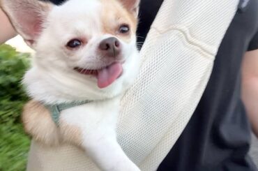 初めてのスリングを満面の笑みで乗りこなすチワワ