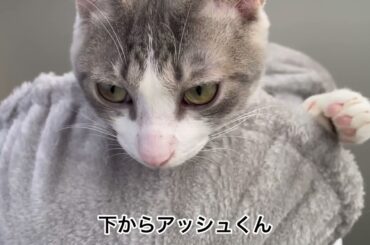 ひなたぼっこアッシュくん