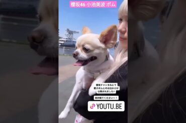 櫻坂46 小池美波 櫻坂チャンネル にて愛犬ポムとのお出かけが公開されました 是非観てください〜！ さくみみ そこ曲がったら櫻坂