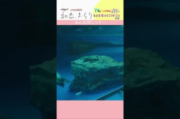 「#初恋ざらり」【みんな同じって…ver.】 テレビ東京系 毎週金曜24時12分から放送&TVerで配信中！#小野花梨 #風間俊介 #shorts