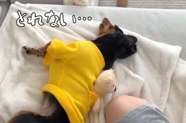 おもちゃが取れず絶望する犬