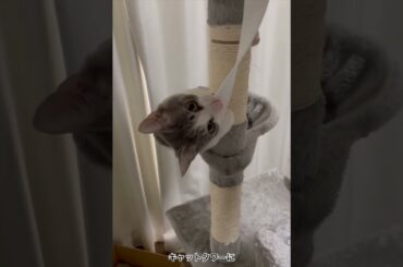 キャットタワーアッシュくん②