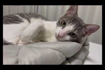 おふとんの上のアッシュくん