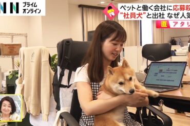 【直アタリ】ペットと働く会社に応募殺到　“社員犬”と出社 なぜ人気?