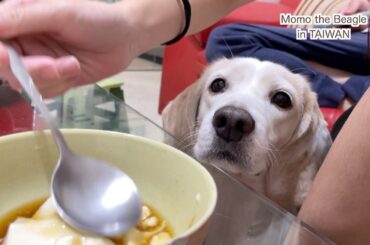 自分の分だけじゃ足りないビーグル犬モモ