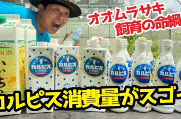 大量のカルピス！！使用料がやば過ぎた！オオムラサキのエサのカルピスに感謝