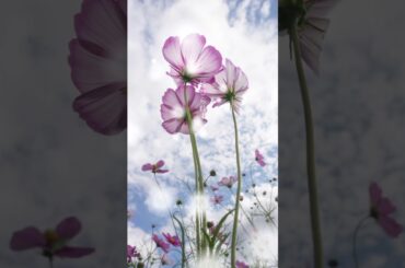 あなたに会えてよかった / 小泉今日子 #shorts