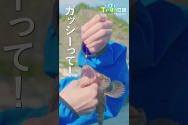 カサゴはこう持つ！#莉子 #池間夏海　#放課後ていぼう日誌 #釣り#shorts