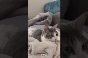 おすわりアッシュくん