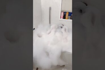 後半、見えた？ #ダイエット #しょこたん #お風呂