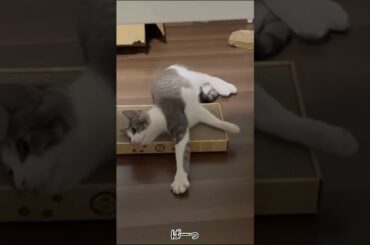 ねそべりアッシュくん