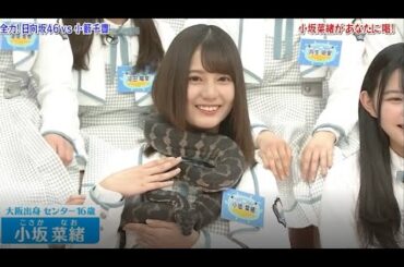 【HINABINGO!】「小坂菜緒があなたに喝!」ヒナビンゴ 2023