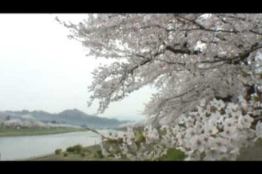 角館（28）　桧木内川堤の桜並木