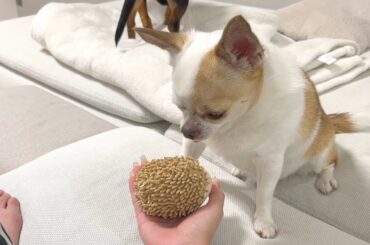 チワワの遊びを無視してみた結果