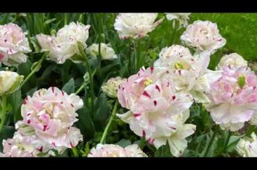 MOMOKA OOMAGARI 大曲李佳  2023年08月15日22時02分33秒 まーがりんの部屋