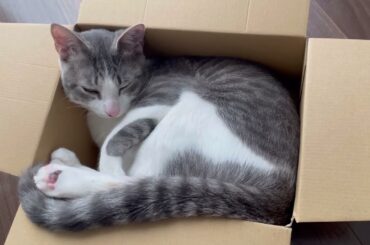 箱入りアッシュくん